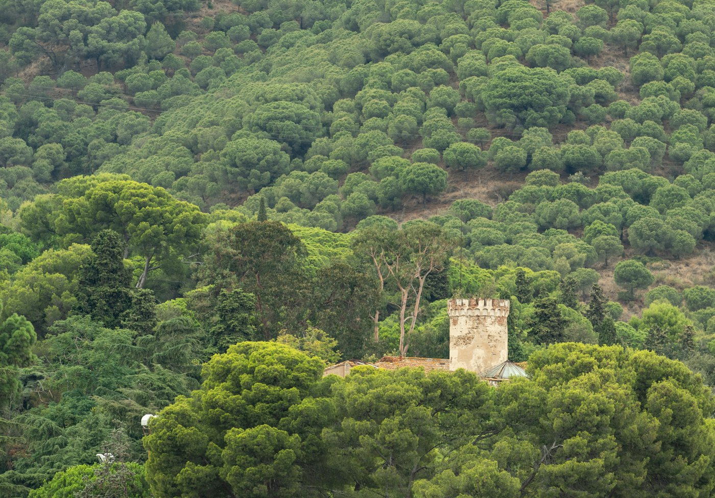 The green Collserola hills above Barcelona