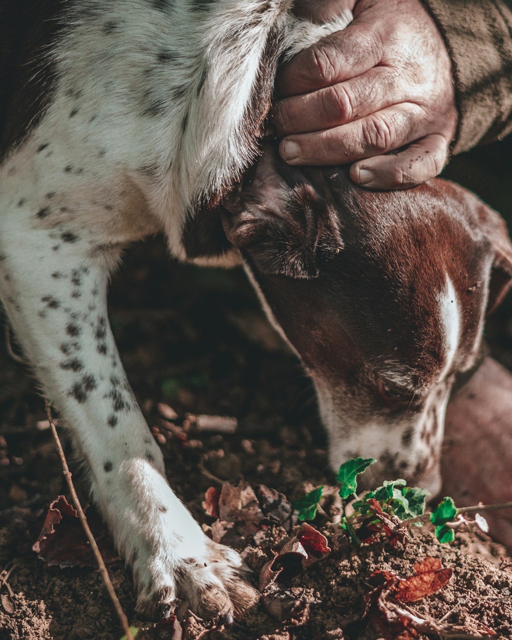 A truffle dog digs into the leaves, the hunter's hand on its head