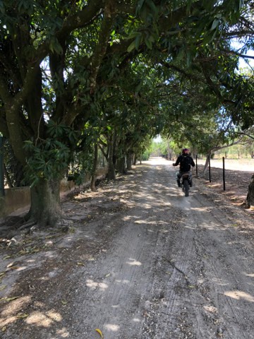 Feldweg im Schatten von Mangobäumen auf einer brasilianischen Farm