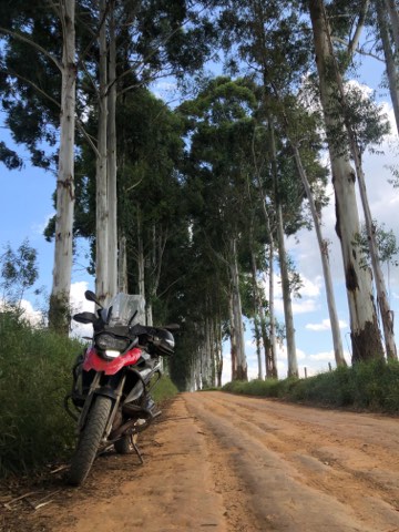 Moto sur un chemin de terre bordé d'eucalyptus dans les collines du Minas Gerais