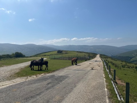 Horses standing loose on an empty mountain road in the hills of northern Spain