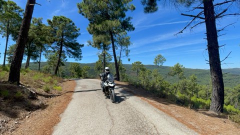 Riders on a narrow road through pines in the Sierra de Grazalema